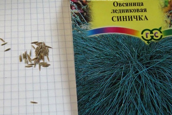 Овсяница семена